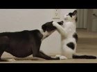 Crazy greyhound plays with kitten