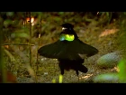 Bird Of Paradise Makes An Unforgettable First Impression  - Animal Attraction - BBC
