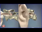 Наружное, среднее и внутреннее ухо, строение | 3D Анатомия человека | Внутренние органы