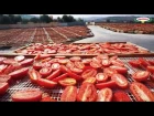 Pomodori Secchi - quelli Originali | Agriblea