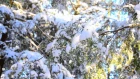 Eugen Doga - Prima zapada (First snow)