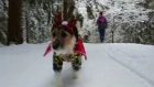 Джек рассел терьер в ожидании Нового Года. Jack Russell Terrier waiting for the new year.
