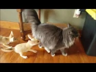 Fennec Kits Chasing a Cat