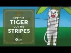 Learn English Listening | English Stories - 12. How the Tiger got his stripes