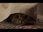 Кот за занавеской; Cat behind the curtain