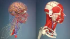 3D Анатомия человека - голова и шея, со стороны