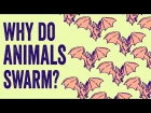 Why do animals form swarms? - Maria R. D'Orsogna