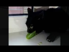 Кот Атом ест огурец и издает необычные звуки/Cat "Atom" eat cucumbers and roar