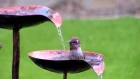 Купание колибри / Hummingbird bath - close up