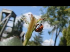 Божья коровка поедает тлю | Ladybug and aphid. Тля на розах